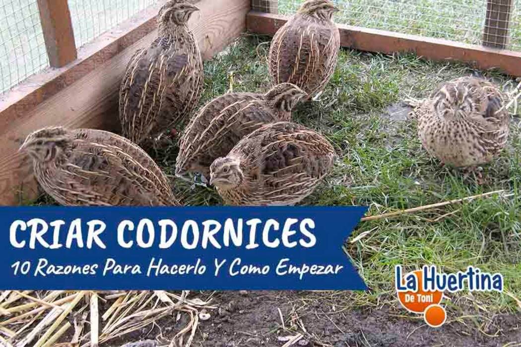 Casa y nido para loros: peculiaridades de la elección, requisitos, normas de fabricación