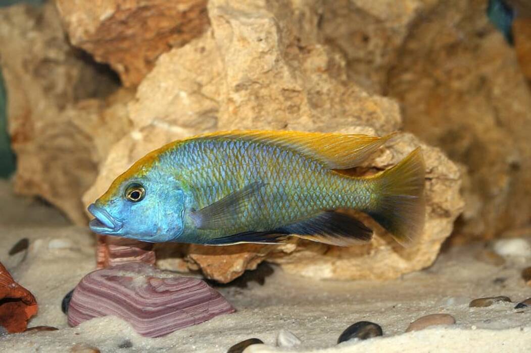 Cíclidos africanos: descripción, especies, contenido y cuidados