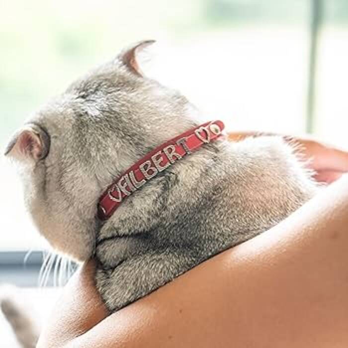Collar para un gato: características, elección, fabricación y aplicación