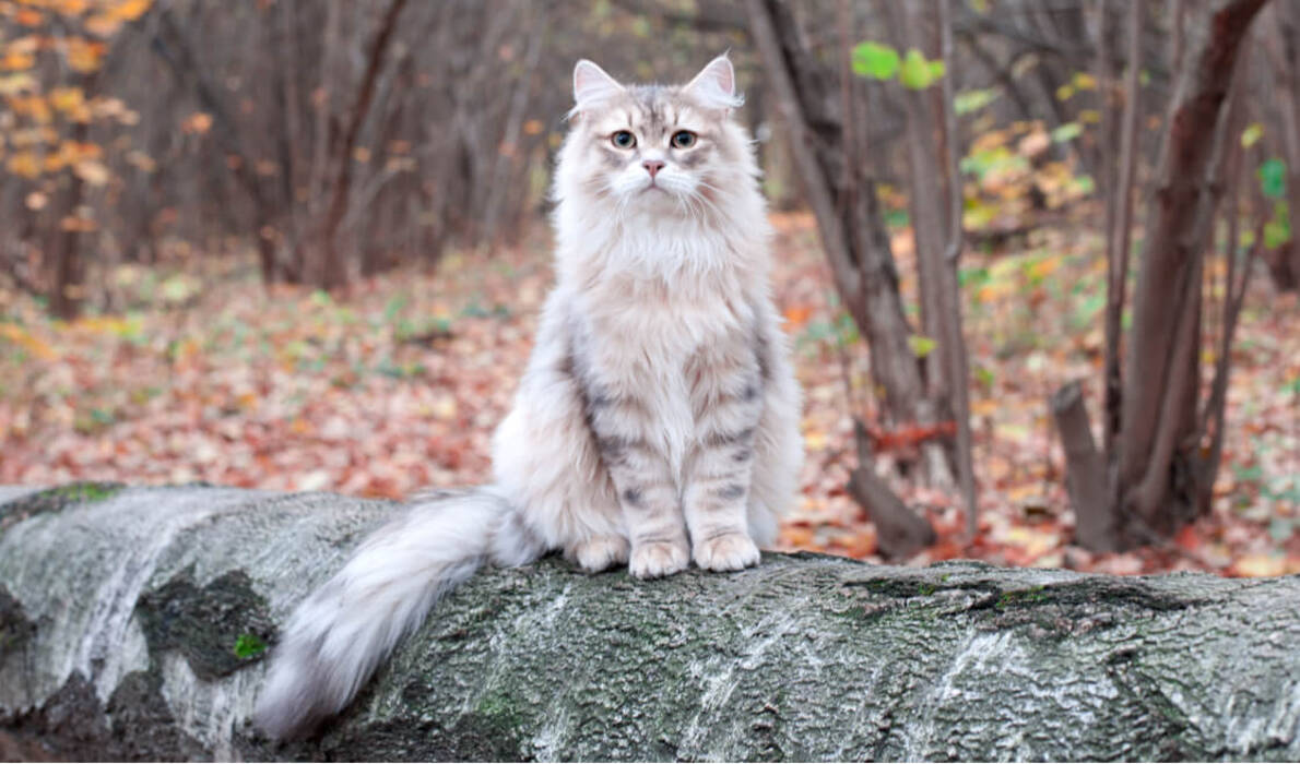 Colores comunes de los gatos siberianos