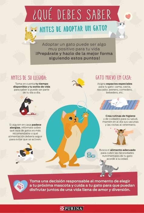 Cómo adiestrar a un gato y a una gata?