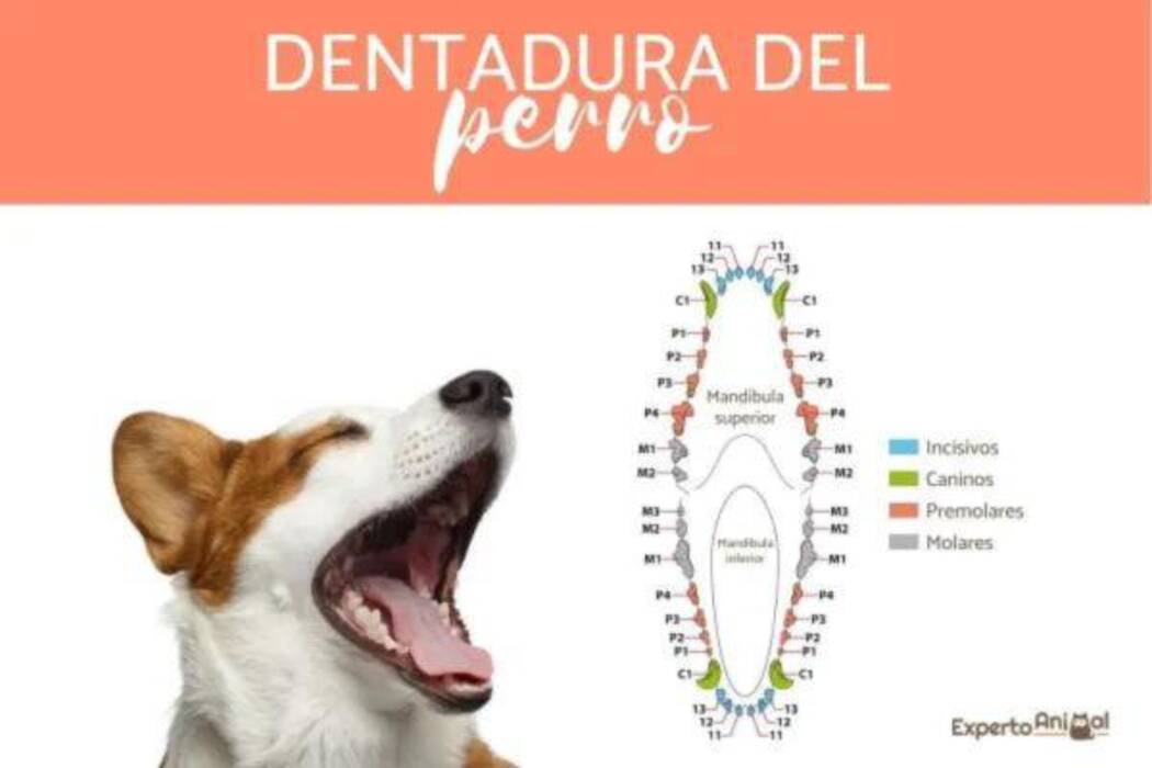 Cómo determinar la edad de un perro por sus dientes?