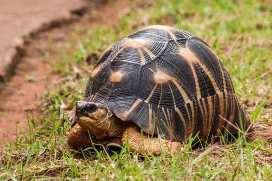 Cómo determinar la edad de una tortuga de orejas rojas?