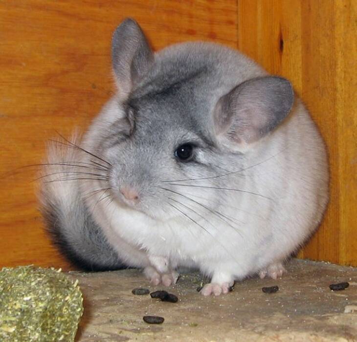 Cómo elegir la comida de la chinchilla?