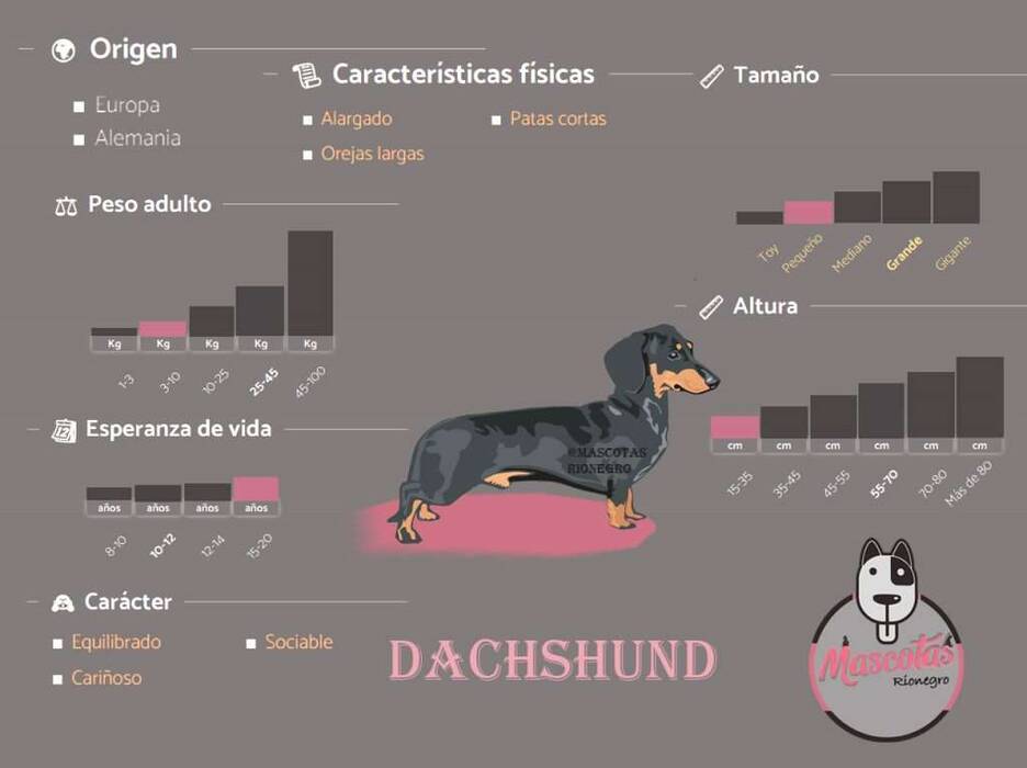 Elegir un nombre para un perro salchicha hembra