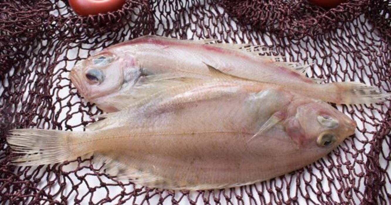 Especies de pez gallo