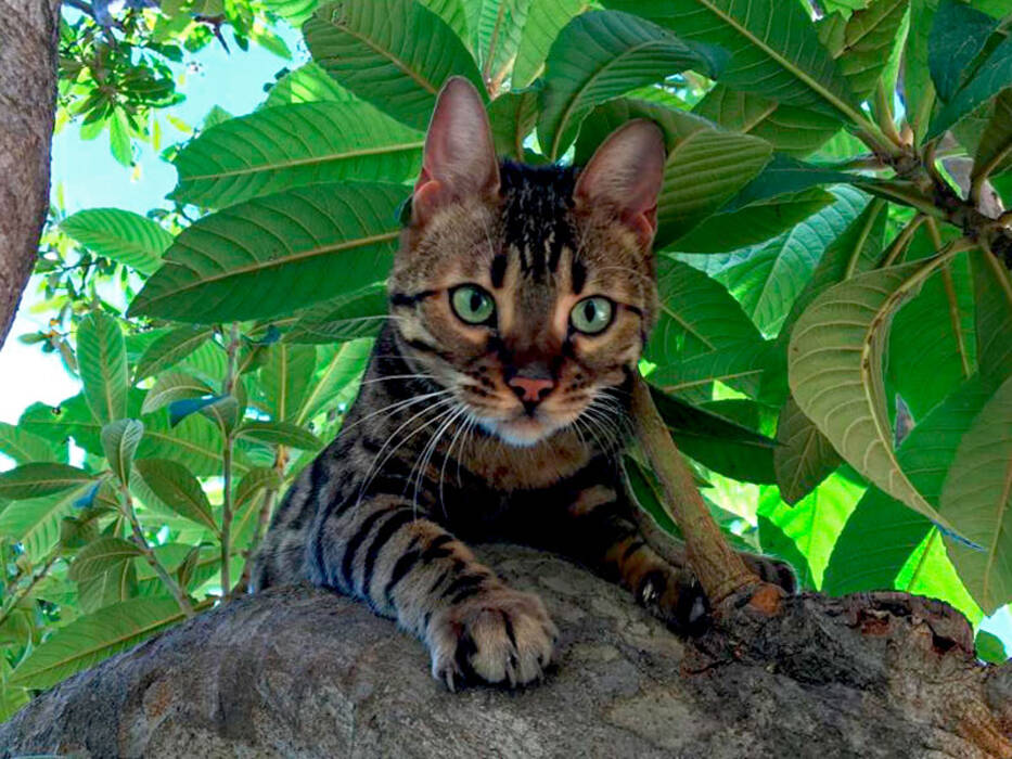 Gato de Bengala: características de la raza y carácter