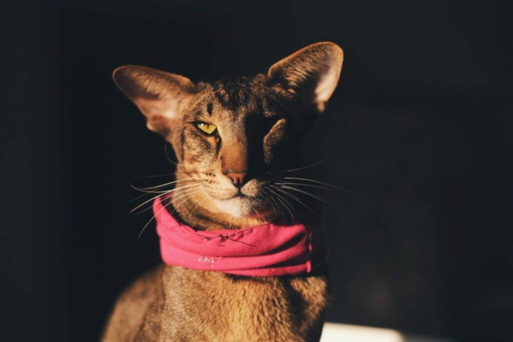 Gatos abisinios de color alazán: rasgos de color y sutilezas de cuidado