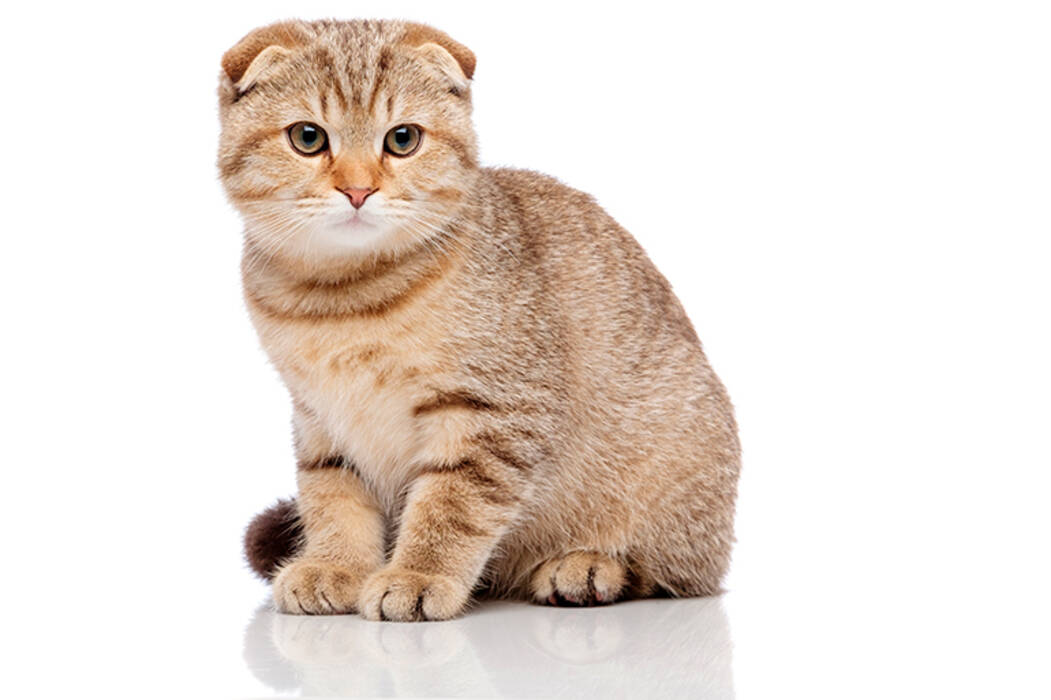 Gatos escoceses de pelo largo: variedades y peculiaridades de mantenimiento