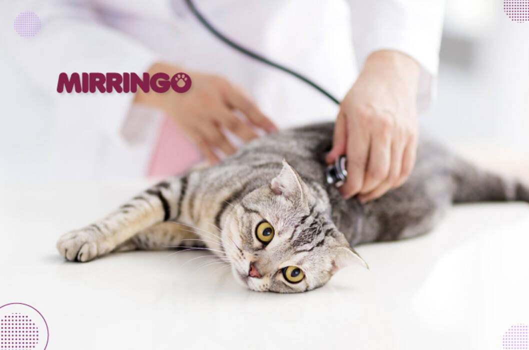 Gatos quimera: cómo son, ventajas e inconvenientes