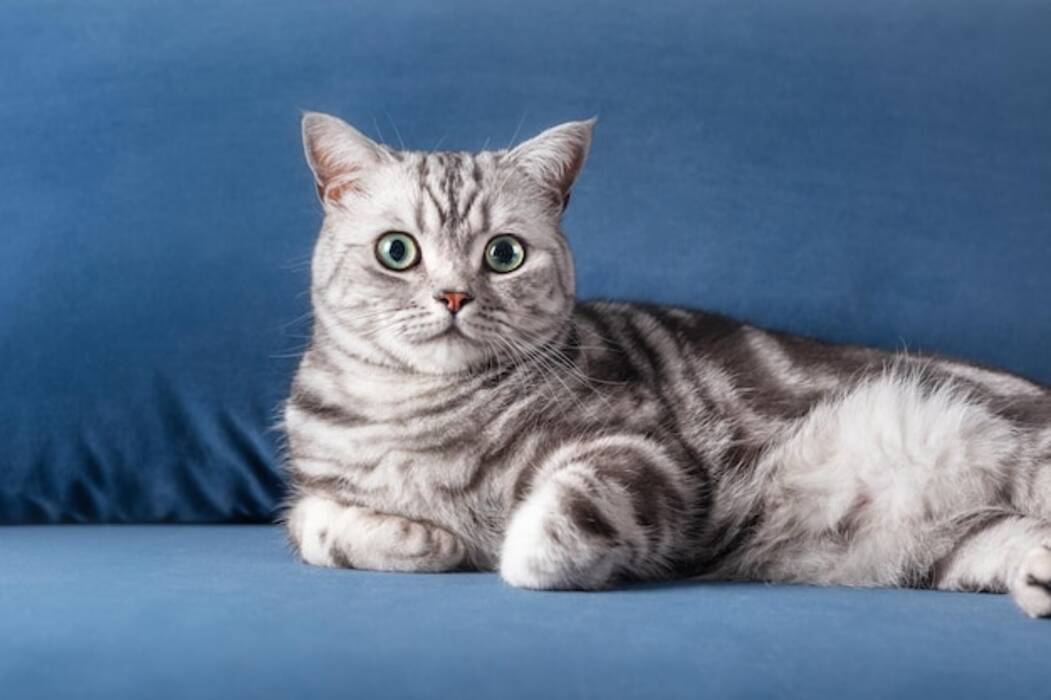 Gatos tabby británicos: variedades y mantenimiento