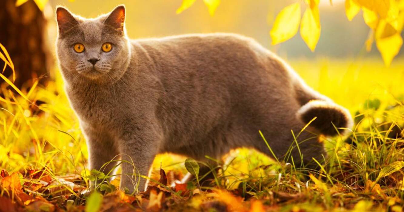 Gatos dorados británicos: características del color y descripción de la raza