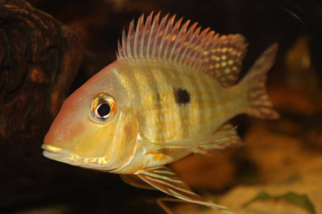 Geophagus: variedades, recomendaciones para su mantenimiento y cría