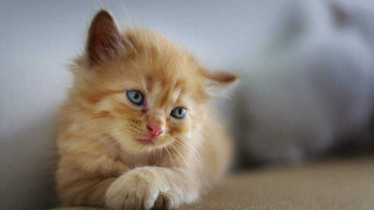 Hasta qué edad crecen los gatos?