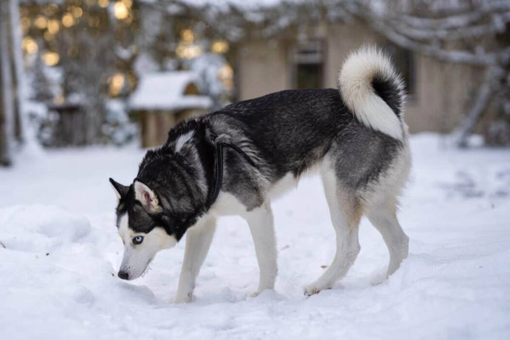 Historia del origen de la raza Husky