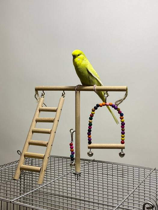 Juguetes para loros con tus propias manos