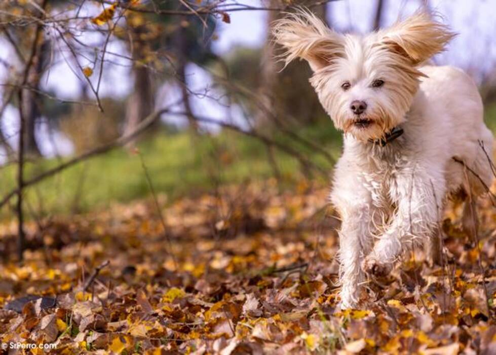 La edad de los perros según los estándares humanos