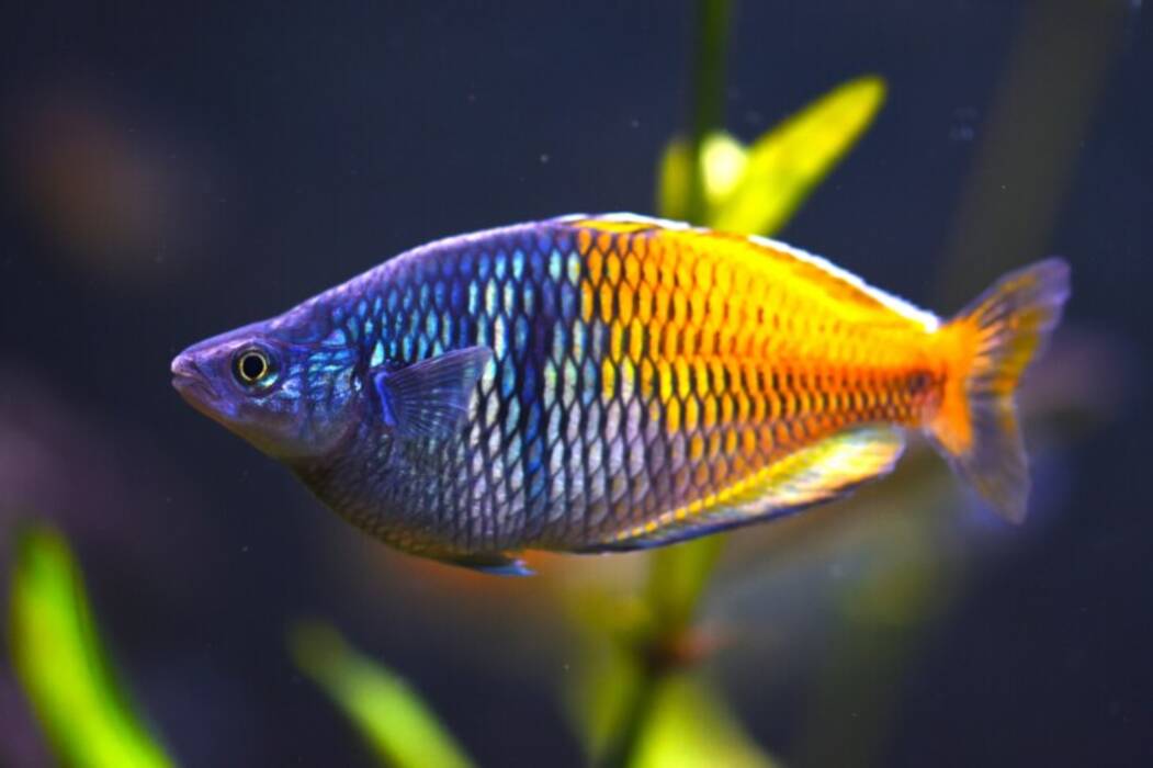 Nombres para peces gallito: selección por sexo y color