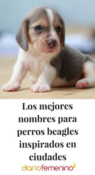 Nombres ingleses para perros: las mejores opciones
