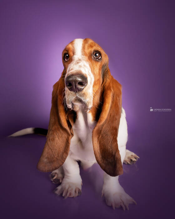 Perros de orejas caídas: las razas más populares y los matices de su mantenimiento
