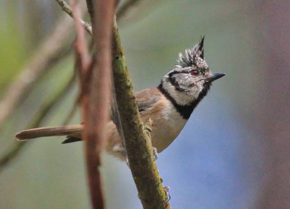 Qué aves viven en Crimea?