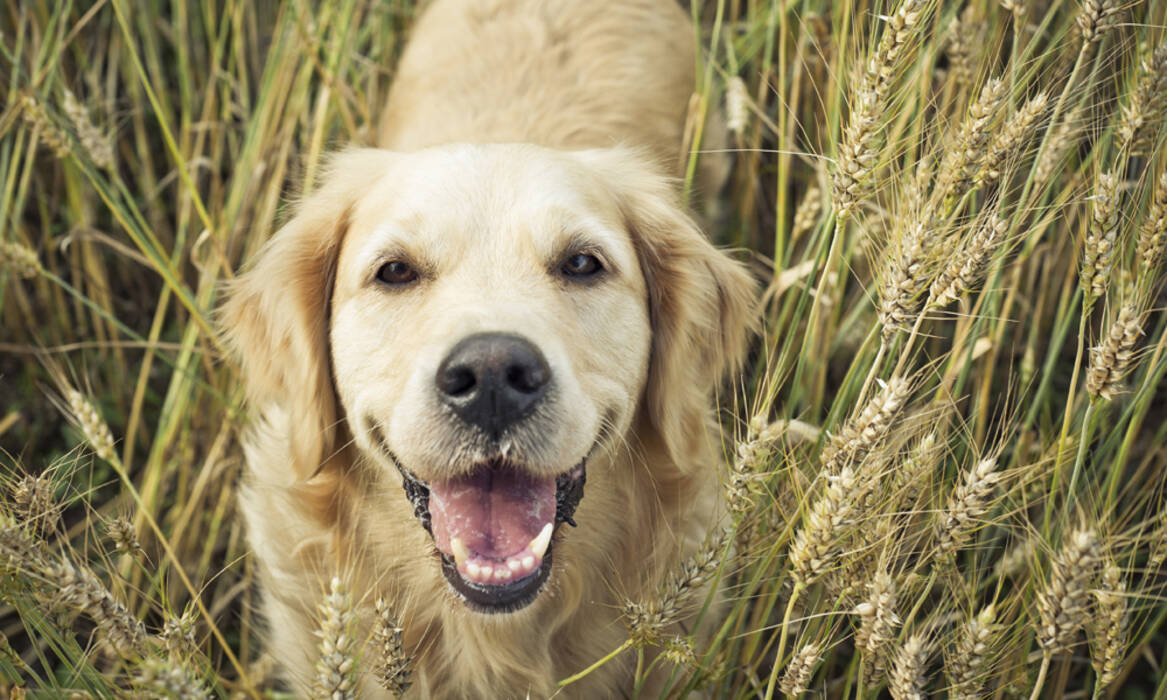 Qué cereales se pueden dar a los perros?