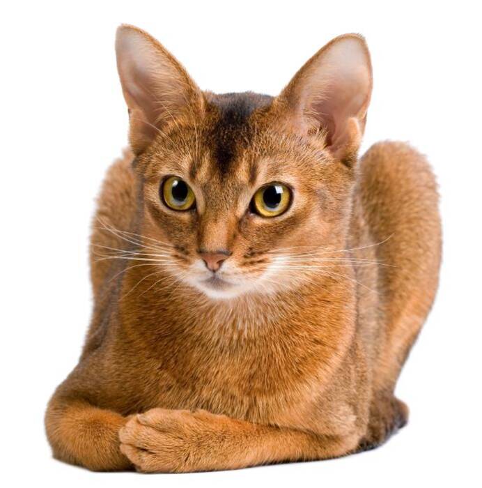 ¿Qué tipo de gato es mejor tener en un piso??