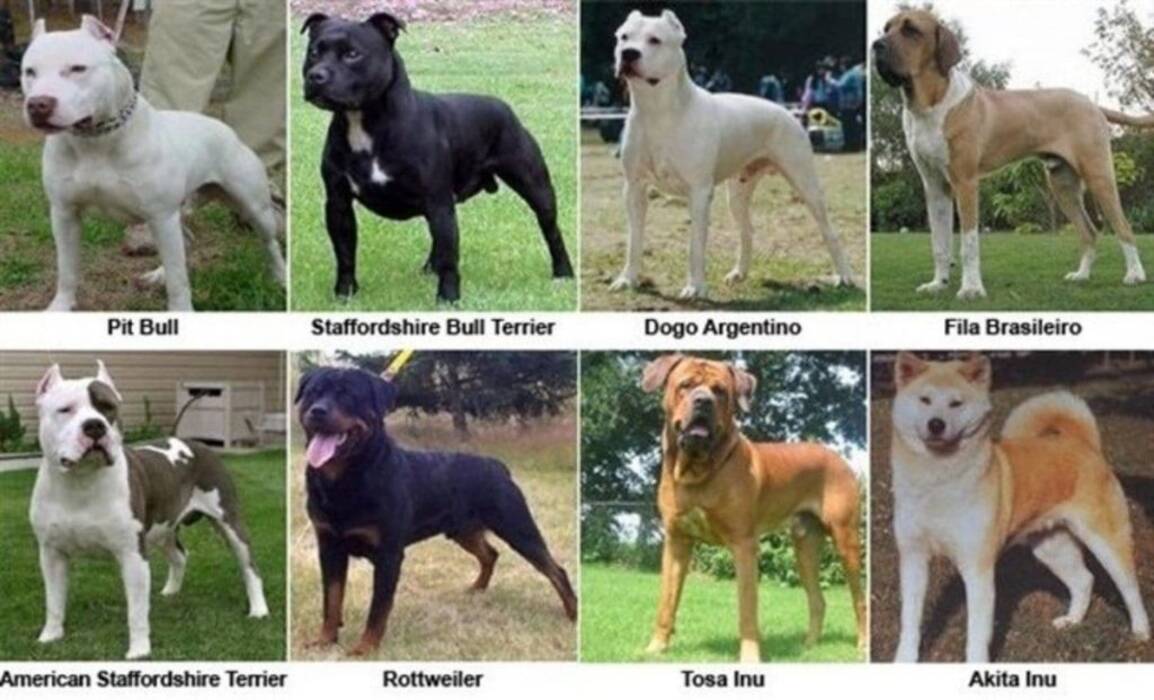 Staffordshire terrier blanco: descripción y secretos del cuidado del perro