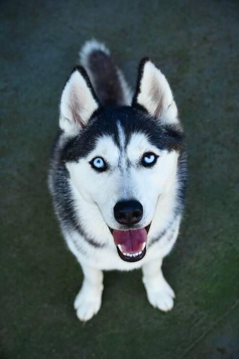 Tipos de husky mestizo