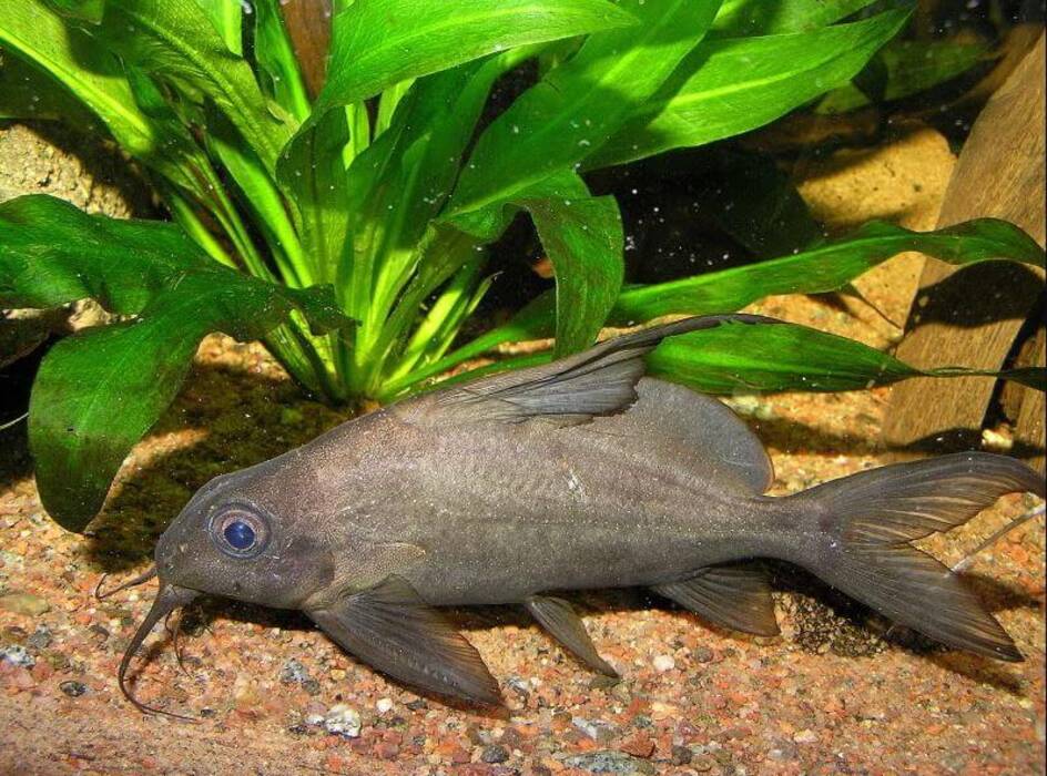 Tipos de siluro de acuario