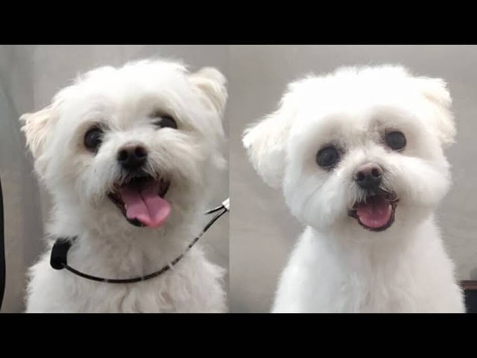Tipos de corte de pelo para el bichón friese