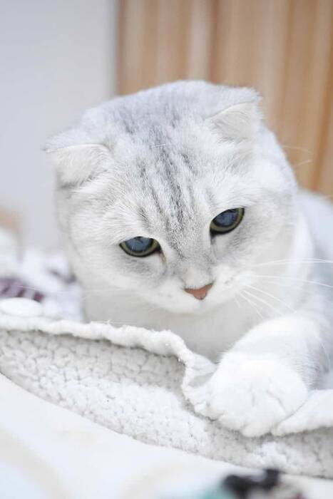 Todo lo que debe saber sobre la raza de gato allerca
