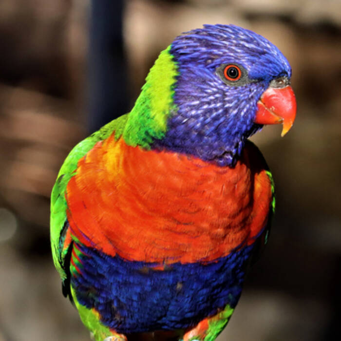 Todo lo que debe saber sobre los loros arco iris