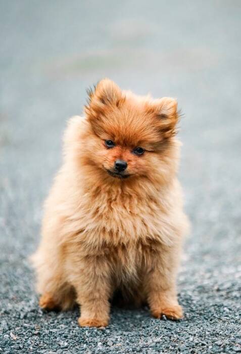 Todo lo que debes saber sobre los spitz de color rojo