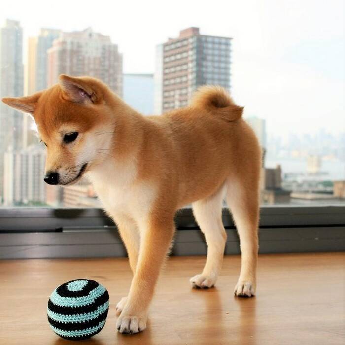 Todo sobre el Shiba Inu negro