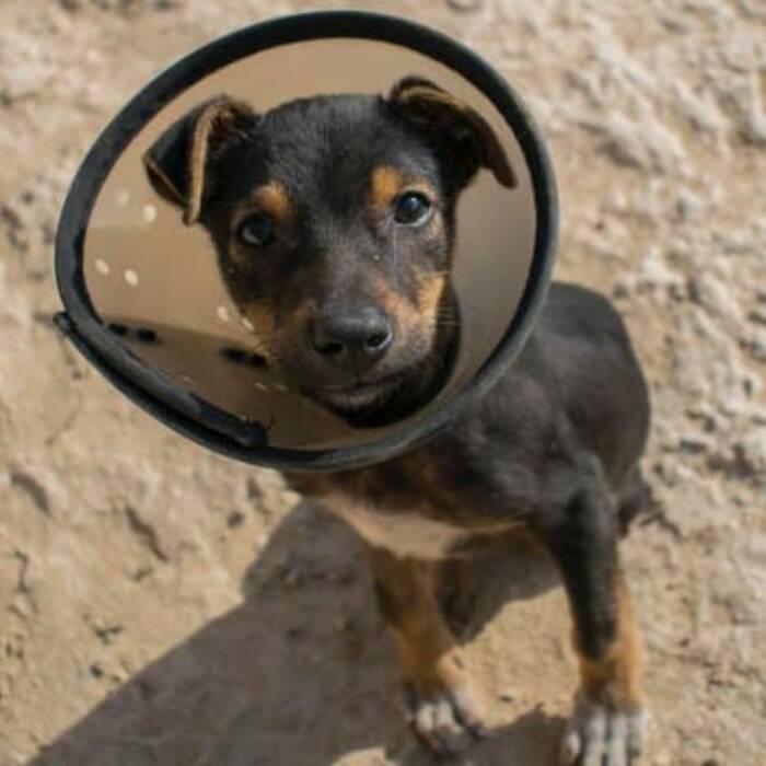 Todo sobre la esterilización y castración de los Scotties de orejas caídas