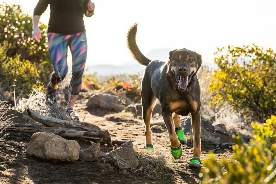 Todo sobre las tallas de los perros: variedades y formas de medirlas