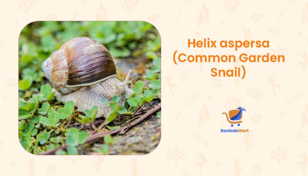 Todo sobre los caracoles achatina: características, especies, cultivo y curiosidades
