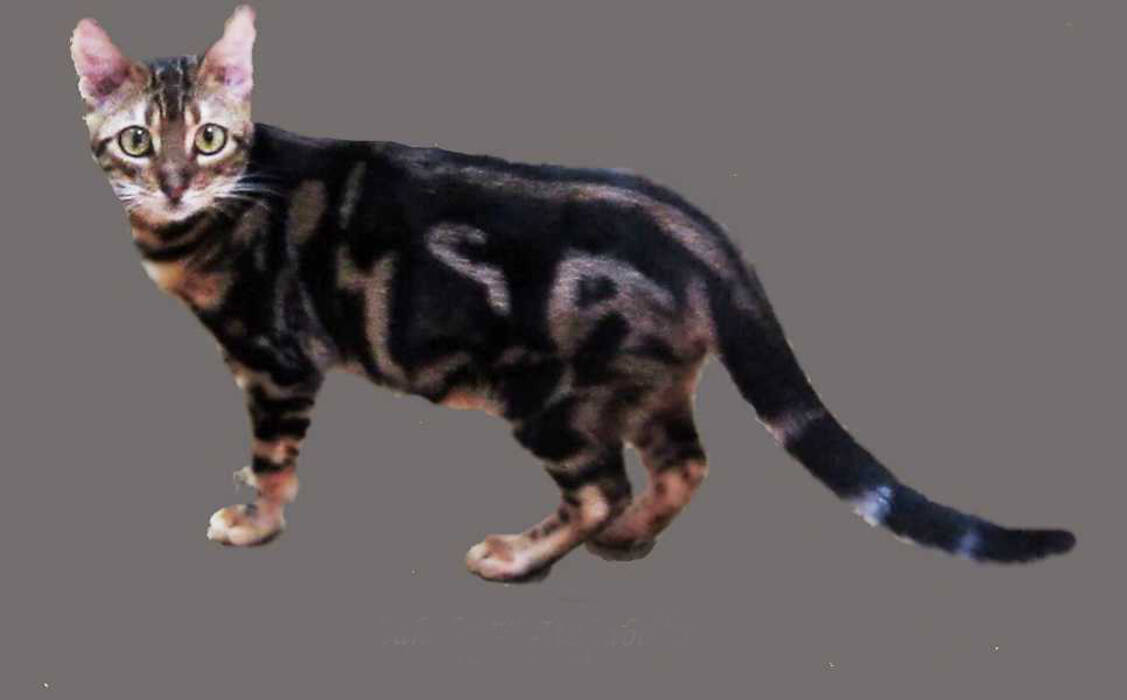 Todo sobre los gatos de Bengala jaspeados