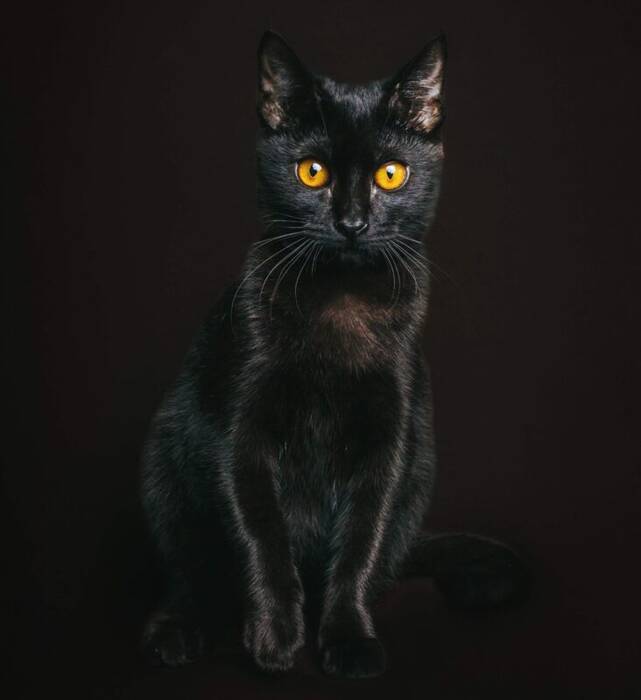 Todo sobre los gatos de orejas caídas negros