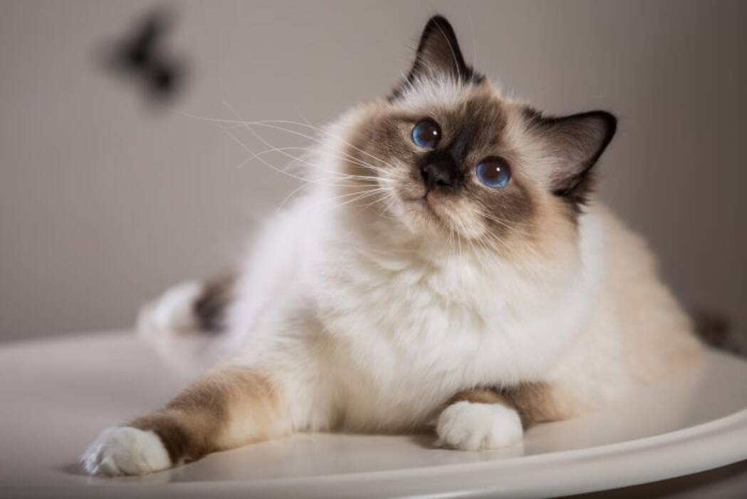 Todo sobre los gatos y los gatos de la raza Kobi