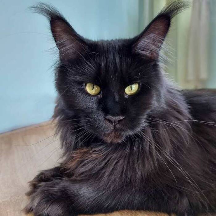 Todo sobre los Maine Coon de color azul
