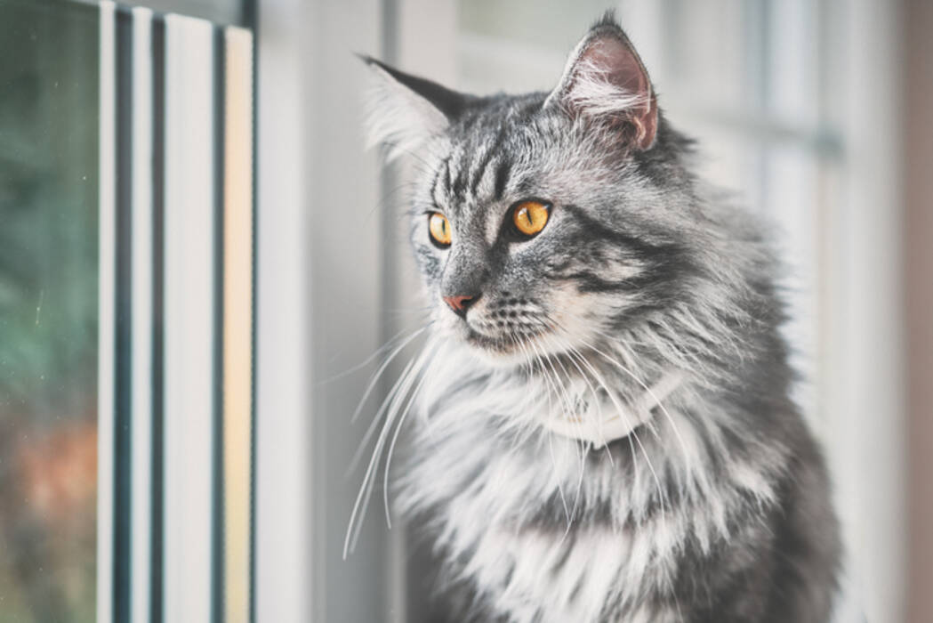 Todo sobre los Maine Coon jaspeados