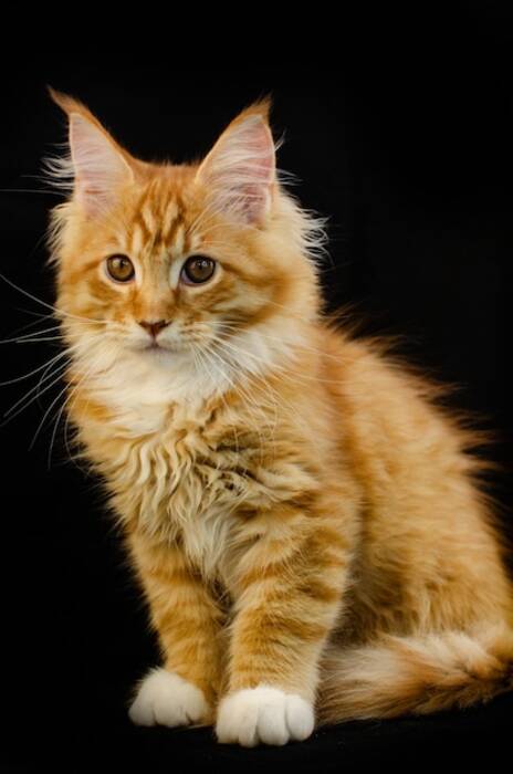 Todo sobre los Maine Coon rojos