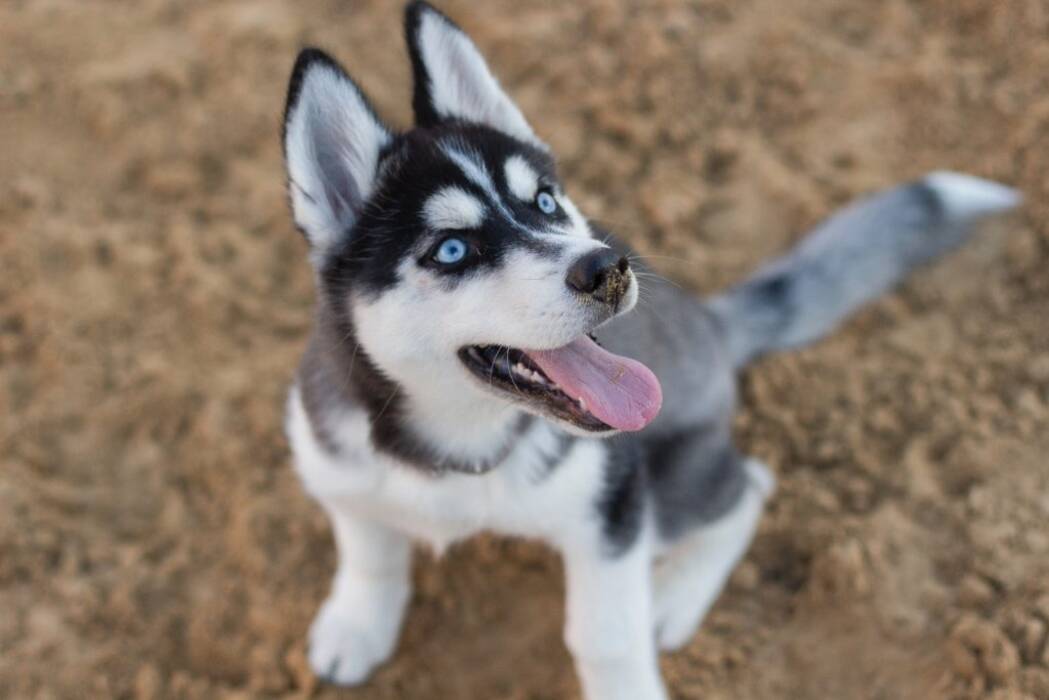 Todo sobre los ojos de husky