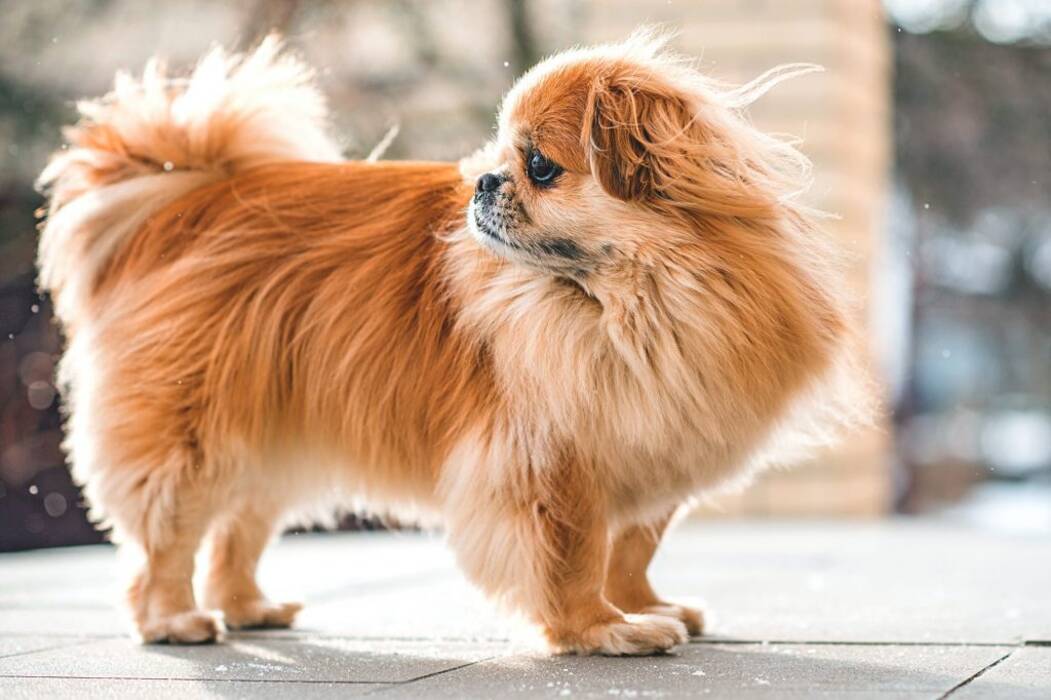 Todo sobre los pequeños peludos