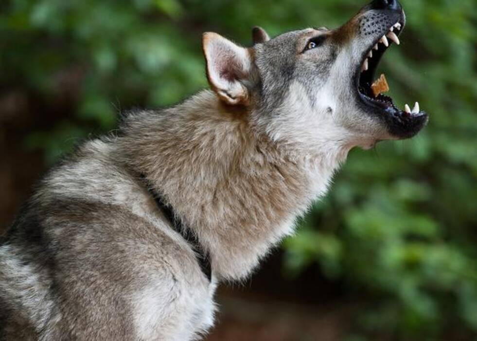 Todo sobre los perros lobo