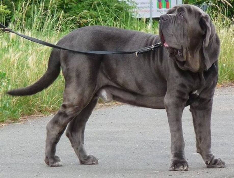 Todo sobre los perros Molosoides