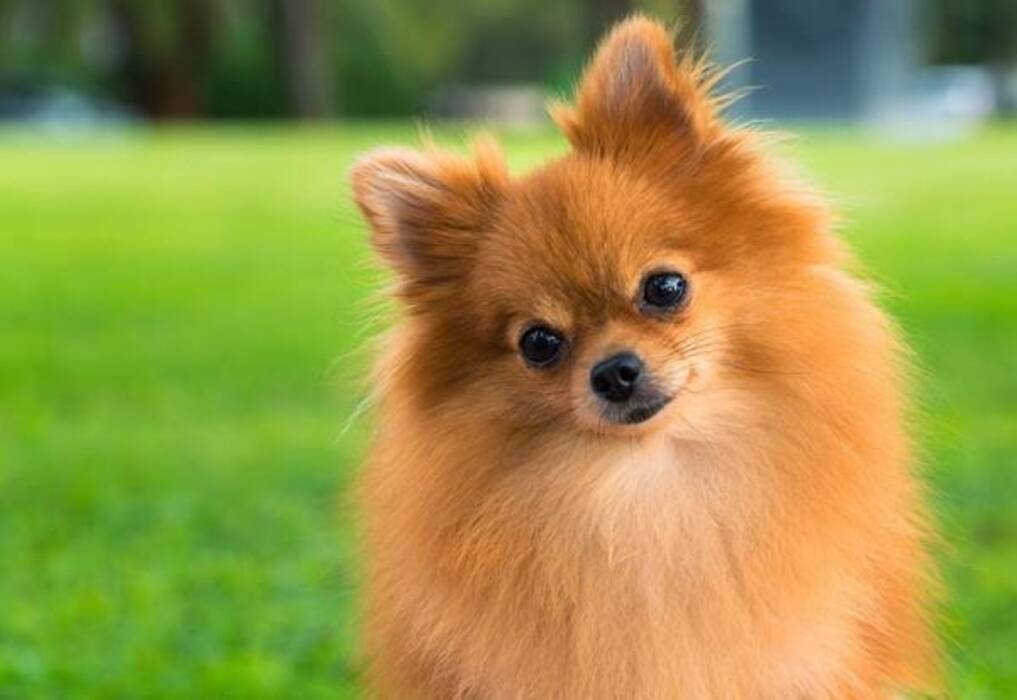 Todo sobre los Spitz Pomerania negros