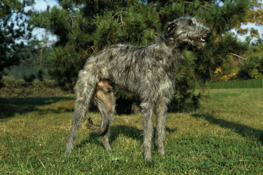Wolfhounds: descripción de la raza, historia, peculiaridades de mantenimiento y crianza